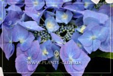 p-31099-hydrangea-macrophylla-'blau