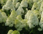 p-33930-hydrangea-paniculata-limelight