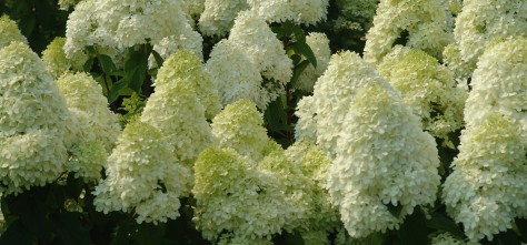 p-33930-hydrangea-paniculata-limelight