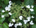 p-34554-hydrangea-anomala-petiolaris
