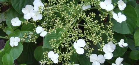 p-34554-hydrangea-anomala-petiolaris