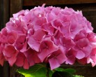 p-34561-hydrangea-macrophylla-'alpengluhen'