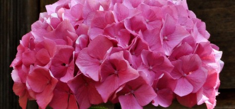 p-34561-hydrangea-macrophylla-'alpengluhen'