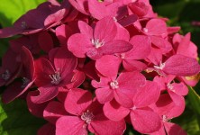 p-34566-hydrangea_macrophylla-_hornly