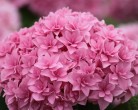 p-34581-macrophylla_romance_