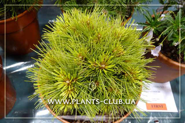 p-33435-pinus_strobus_merrimack_3.jpg