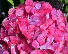 4469-Pink-Beauty-Hydrangea