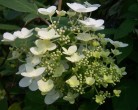 Hydrangea Paniculata Unique