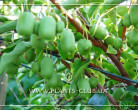 p-35328-actinidia-arguta-issai-1
