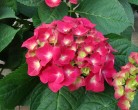 p-35416-hydrangeamacrophylladoris5