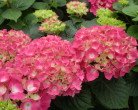Hydrangea macrophylla Freudenstein