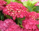 p-35427-masja-hydrangea-macrophylla-