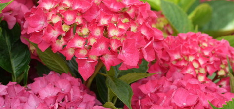 p-35427-masja-hydrangea-macrophylla-