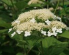 p-35434-hydrangea_paniculata_white_dome