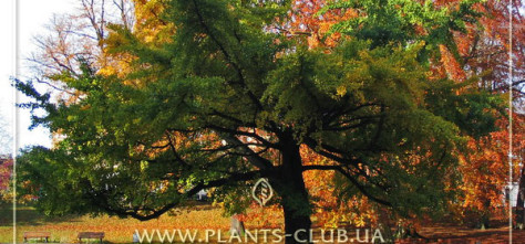 ginkgo-biloba-4