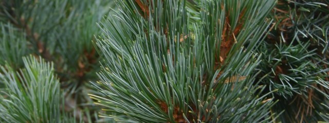pinus_cembra_compacta_glauca