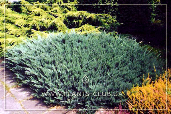 p-32138-juniperus-horizontalis-'agnes'.jpg
