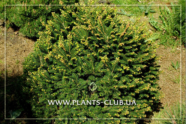 p-32621-picea-abies-pygmaea-3.jpg