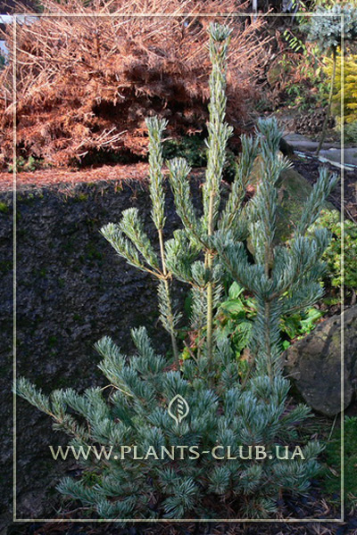 p-34239-pinus-parviflora-ryu-ju-3.jpg