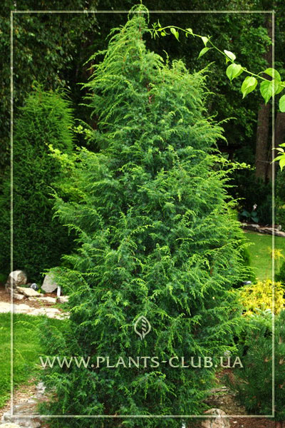 p-35073-juniperus-communis-suecica.jpg