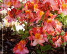 p-35248-azalea-knap-hill-parkfeuer1