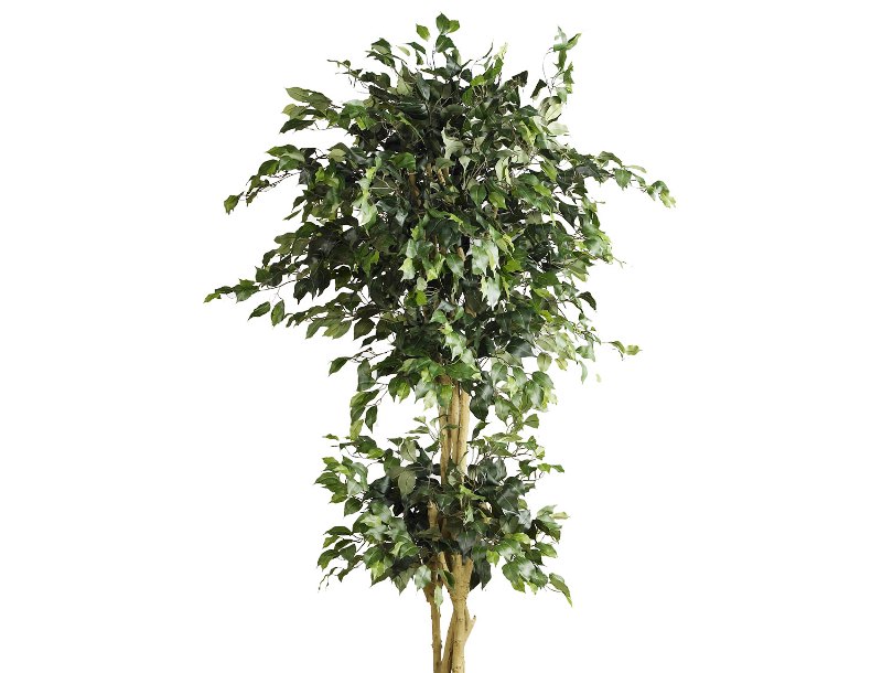 double ball tree, двойные кроны, формирование, обрезание, две кроны, обрезание, деревья, сад, дизайн, декор