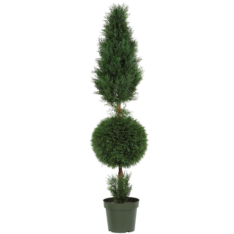 double ball tree, двойные кроны, формирование, обрезание, две кроны, обрезание, деревья, сад, дизайн, декор