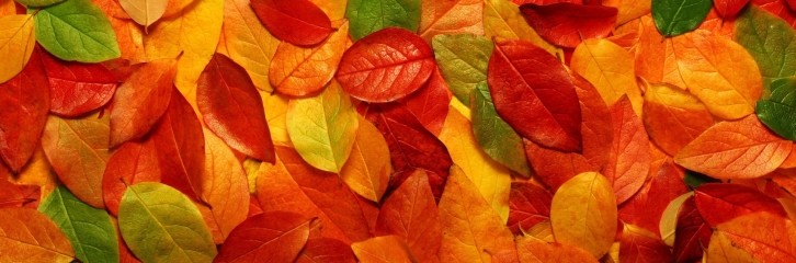 сад, рослини, листя, прибирання, догляд, інструменти, осінь, пилосос