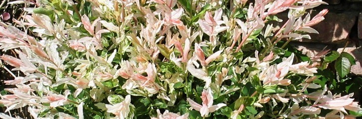 японська верба, Salix integra, сад, рослини, квіти, догляд, поради, дизайн