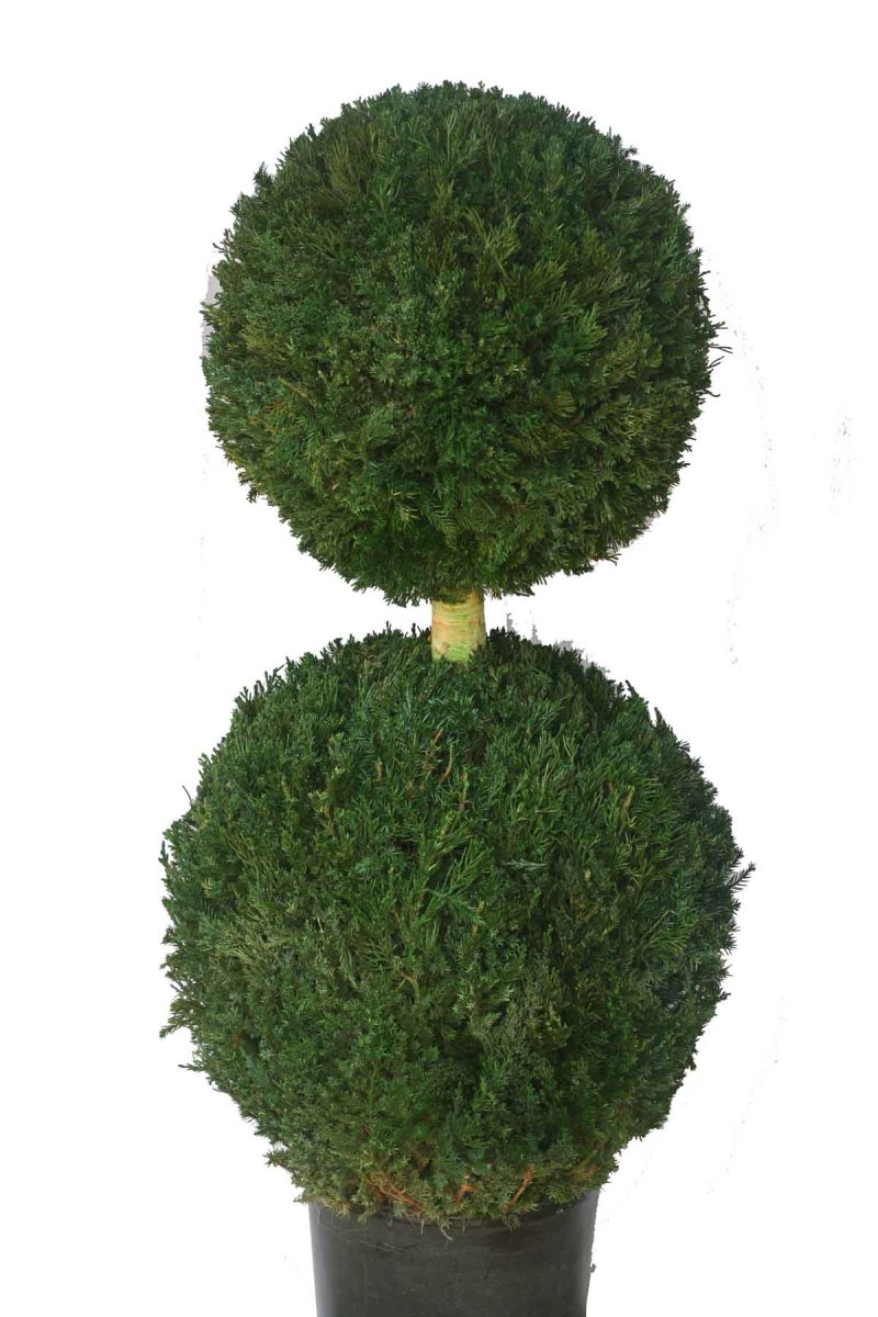 double ball tree, двойные кроны, формирование, обрезание, две кроны, обрезание, деревья, сад, дизайн, декор