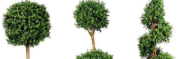 double ball tree, двойные кроны, формирование, обрезание, две кроны, обрезание, деревья, сад, дизайн, декор